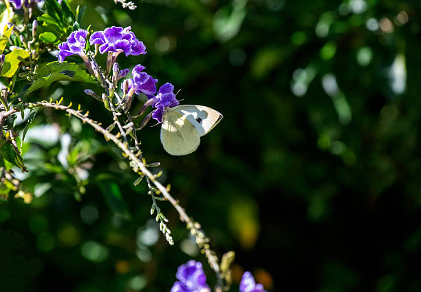 A small Cabbage White (Pieris rapae) butterfly resting on a cluster of small purple and white flowers in Sydney, NSW, Australia. (Photo by Tara Chand Malhotra)
