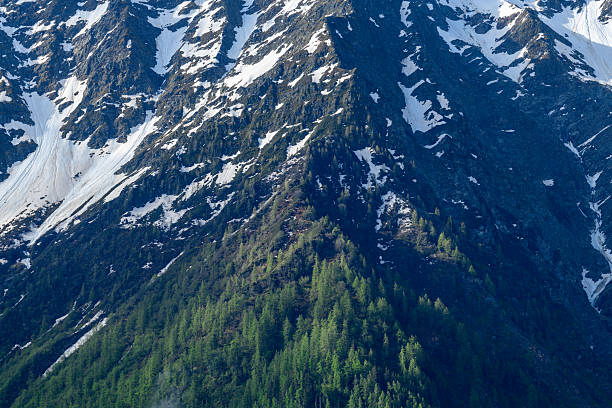 Jagged mountain cliffs draped with patches of melting snow rise above dense green pine forest, illuminated by crisp natural light in the Mont Blanc massif.