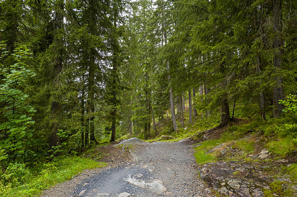 A stony trail curves gently between tall pine trees and dense green undergrowth, with soft daylight filtering through the forest canopy in a peaceful mountain setting.