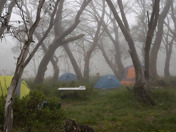 Colourful tents between snow gums on a foggy day, JB Plain, Hotham