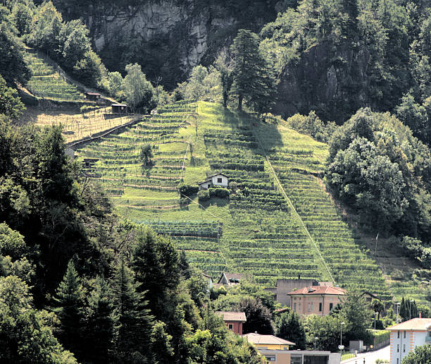Steep hillside in the Swiss Alps showing sparsely-planted grape vines