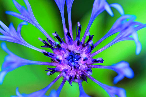 Centaurea Cyanus - Macro Detail of a Blue Cornflower in Nature