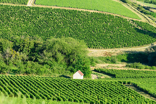A small white house sits nestled among dense green vineyards and patches of woodland on rolling hills in Pouilly sur Loire. The sunlit landscape features vibrant textures and a peaceful rural mood.
