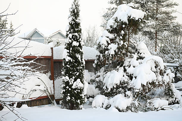 Winter in the garden