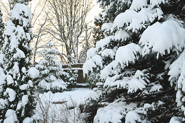 Winter in the garden