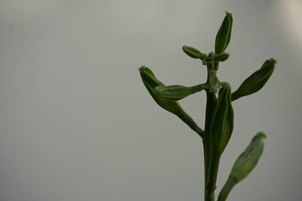 Intricate green plant buds gracefully emerge on a distinctive stem, hinting at future blooms against a clean, softly lit background, embodying potential.