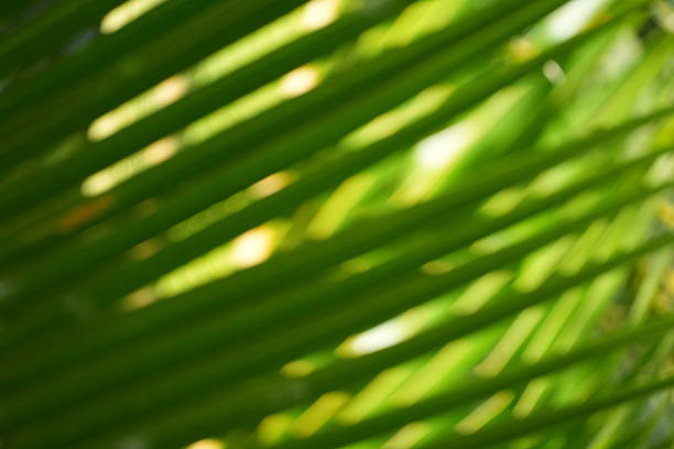 istock Bright sunlight filters through abstract green palm leaves creating striped patterns. 2255125582