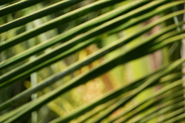 This image features soft-focused green palm fronds, creating a serene and abstract natural background. The interplay of light and shadow highlights the organic lines of the leaves.