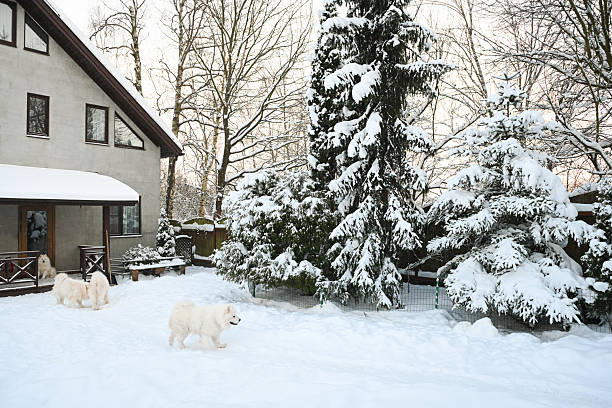 Winter in the garden