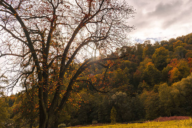 A leafless tree with scattered red leaves is silhouetted against bright sunlight, with a colorful forested hillside in the background. Warm backlight creates a dramatic seasonal landscape with natural atmosphere.