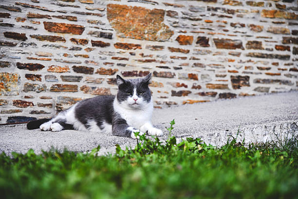 Gray and white chubby male cat laying on the ground outside with a judgemental look in his eyes.