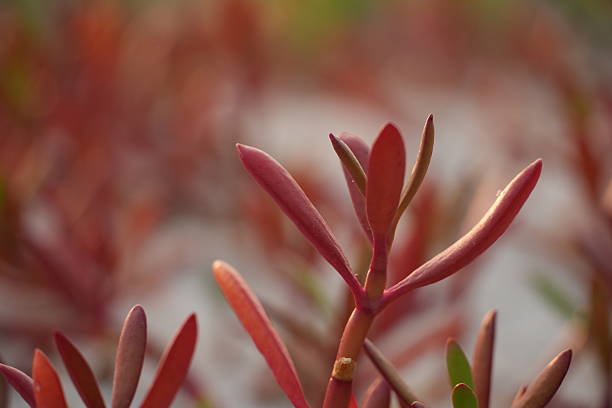 This image focuses on a singular red succulent stem, showcasing its individual form and color with other similar plants softly blurred in the background.