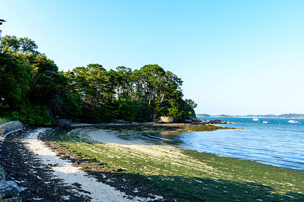 A quiet, curved beach with patches of seaweed and pale sand borders a dense stand of tall trees, meeting calm blue coastal waters under a clear sky on Berder Island.