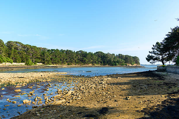 Sunny coastal scene showing a rocky beach and shallow tidal water bordered by dense pine forest, with clear blue sky and gentle light creating a tranquil atmosphere.