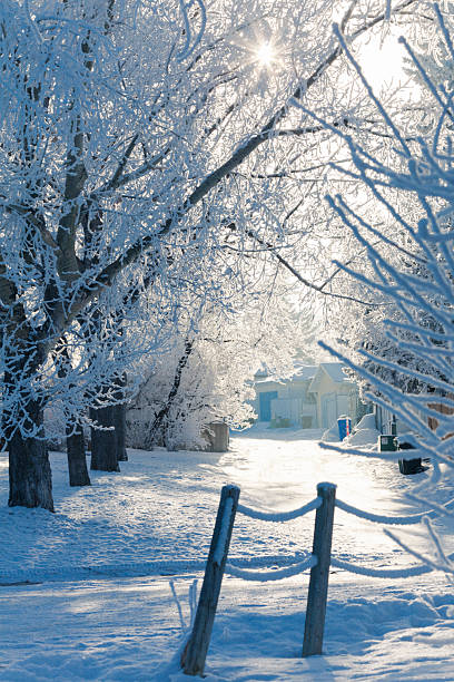 Beautiful rime ice on tree branches during winter in Calgary, Alberta, Canada.