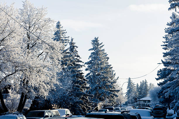 Beautiful rime ice on tree branches during winter in Calgary, Alberta, Canada.