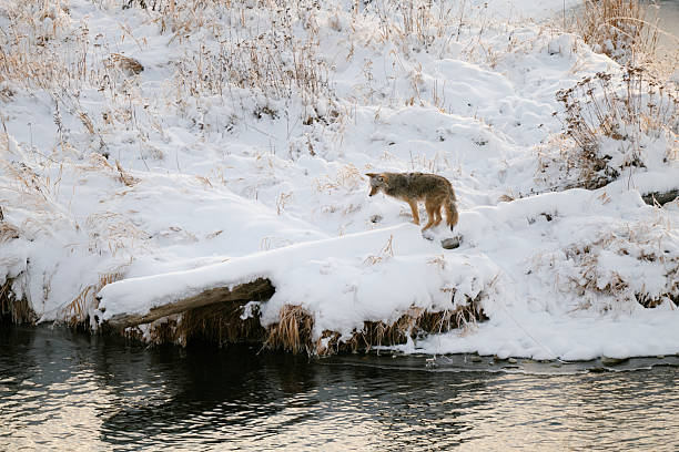 A Snowy scene with a coyote standing on a fallen tree during winter in Canada
