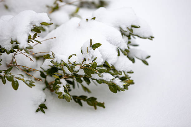 Close-up of green leaves covered with a blanket of white snow after a Minnesota winter blizzard.