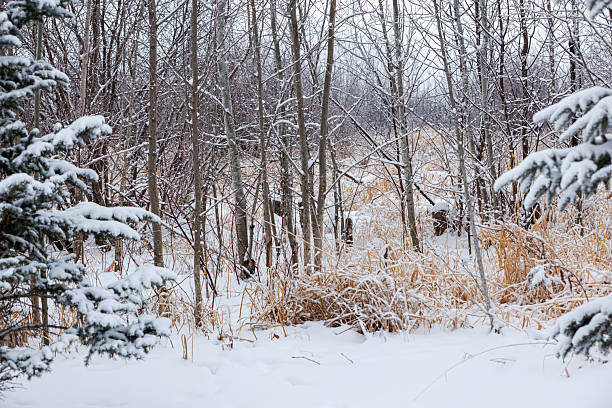 View of a northern Minnesota wetland area after a recent snow storm.