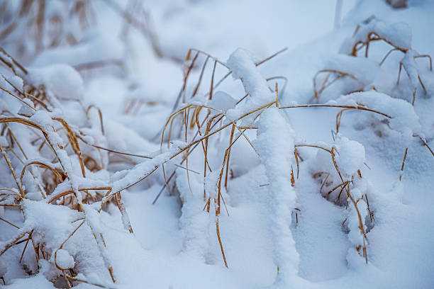 Tall blades of yellow grass beneath the untouched whiteness of freshly fallen snow in northern Minnesota.