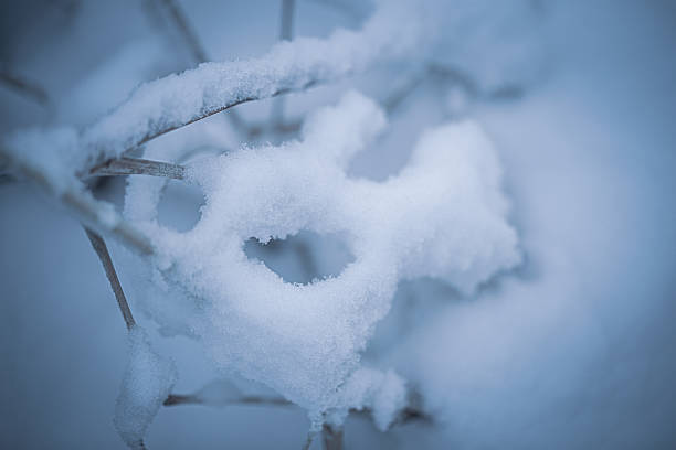 Tall blades of yellow grass beneath the untouched whiteness of freshly fallen snow in northern Minnesota.