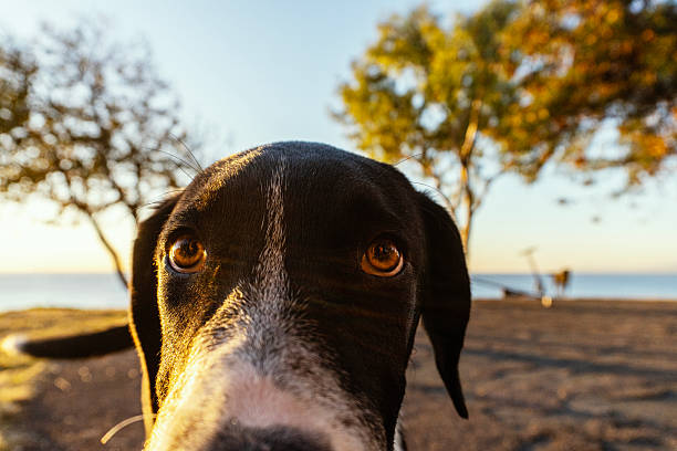 Close-up portrait of a curious mixed breed dog looking at the camera at sunset near the seaside, with warm golden light, trees and calm coastal background, Konyaaltı, Antalya
