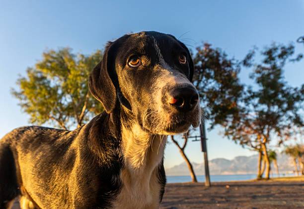 Lonely dog outdoors in nature, waiting in the park.
