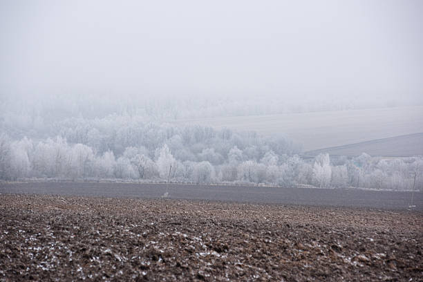 A snowy prospect, trees in frost and a plowed field landscape
