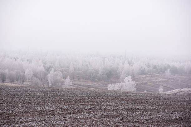 Frost-covered trees and a plowed field in winter  landscape