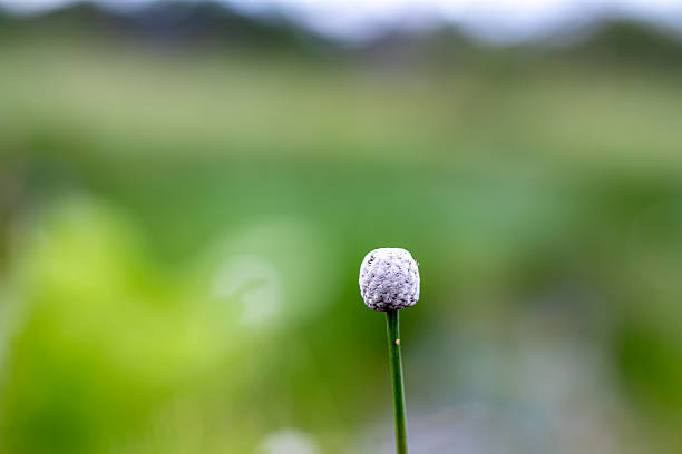 Single wild grass flower with green bokeh background