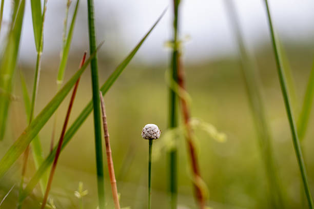 Single wild grass flower with blurred green background