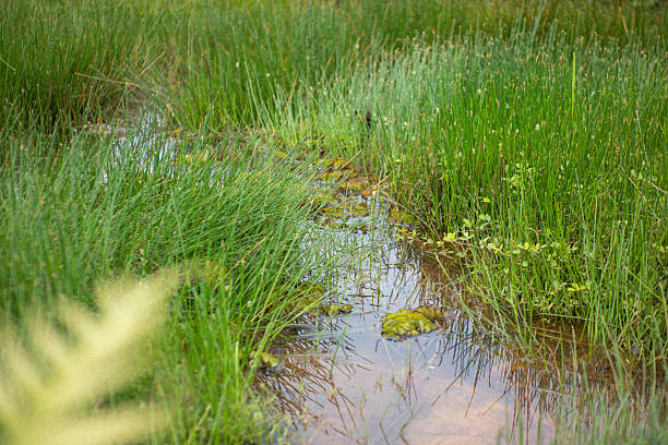 Wetland grass with shallow water stream