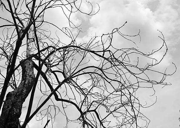 Spooky magnolia tree branches intertwined in black and white