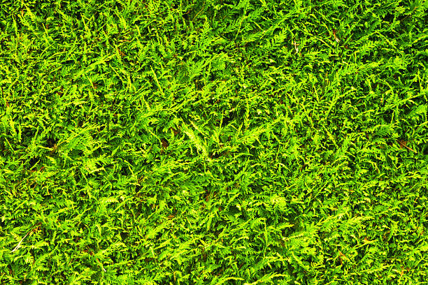 Close up of a flat surface area of Leylandii hedge, photographed in summer.