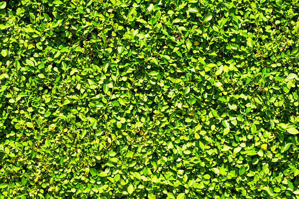 Close up of a flat surface area of privet hedge, photographed in summer.