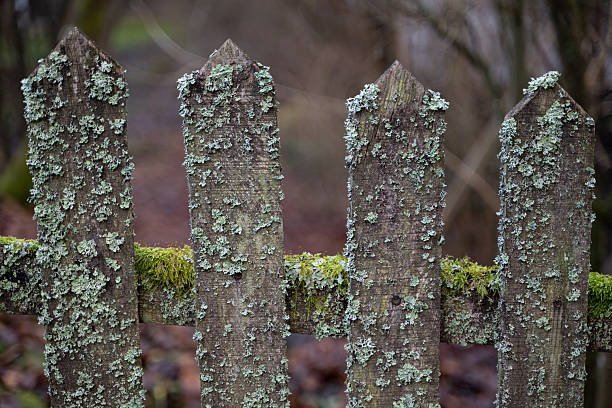 Close-up of an old wooden fence covered in green moss and pale lichen, set against a blurry natural background. The pointed tops of the fence posts and the textures of decay reflect age, moisture, and a forest or garden environment. The image evokes stillness and natural aging.