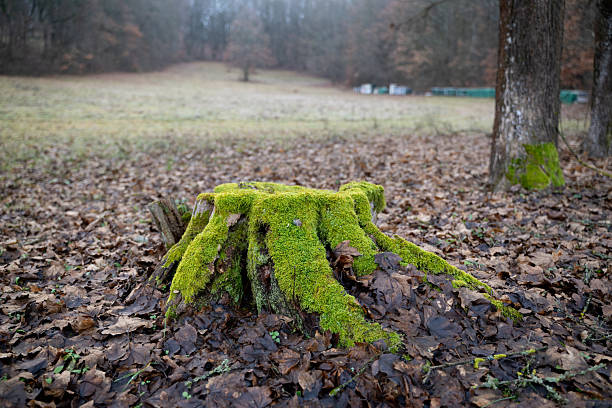 A large tree stump blanketed in bright green moss stands in a forest clearing surrounded by fallen autumn leaves. The background features a foggy treeline and an open grassy area, creating a peaceful and slightly melancholic atmosphere. The image suggests natural decay and regeneration.