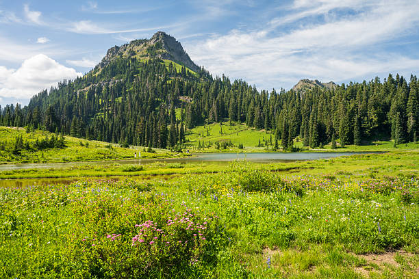 Scenic Tipsoo Lake in Summer with incidental people on trail in background, Mt Rainer National Park, Naches, Washington, USA
