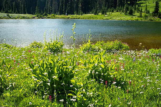 Blooming wildflowers in meadow by Tipsoo Lake, Mt Rainier National Park, Naches, Wasington, USA