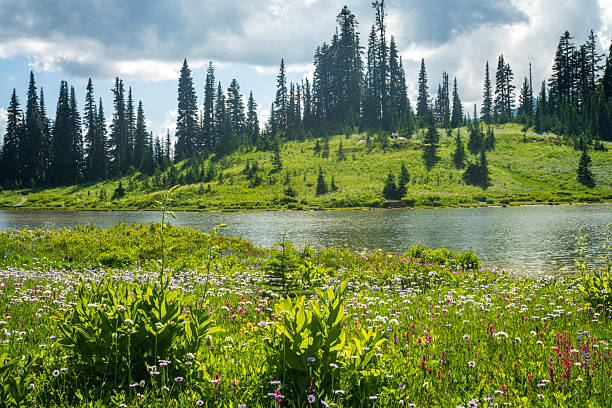 Blooming wildflowers in meadow by Tipsoo Lake, Mt Rainier National Park, Naches, Wasington, USA