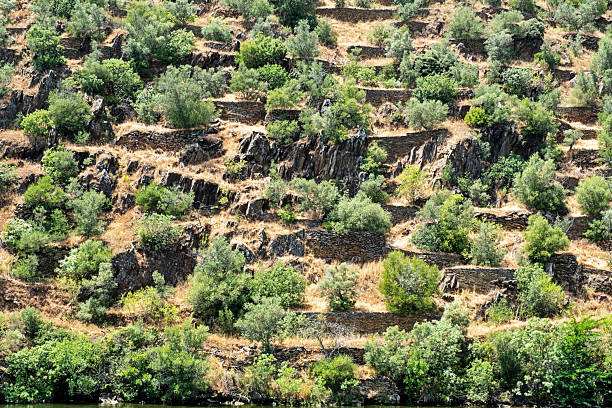 Olive trees are planted among the stone terraces of an orchard on the hills of the Douro River Valley in Portugal.