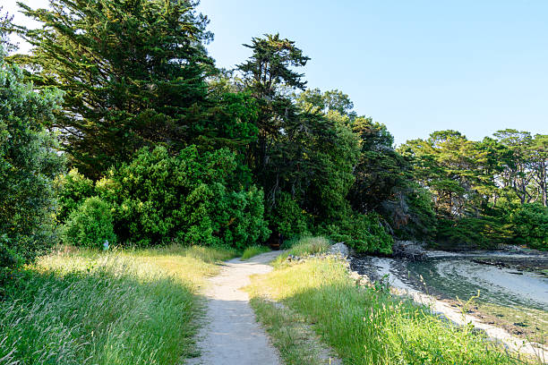 A winding dirt trail runs alongside vibrant greenery and tall trees, curving toward a quiet shoreline under clear blue skies on Berder Island.