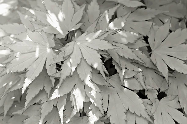 Bright Gray fresh beautiful decorative maple leaves close-up. Autumn background for your design. Beauty in simple and natural. Selective focus, defocus. Demonstrating color of 2026 year, Cloud, Dancer