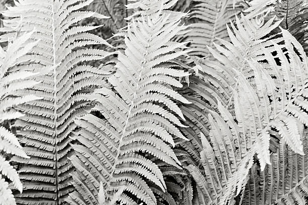 Fresh young Gray fern at sunset. Natural backdrop for your design. Beauty and harmony. Selective focus. Demonstrating color of 2026 year, Cloud, Dancer