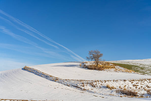 A dead tree in the snow on the grassland