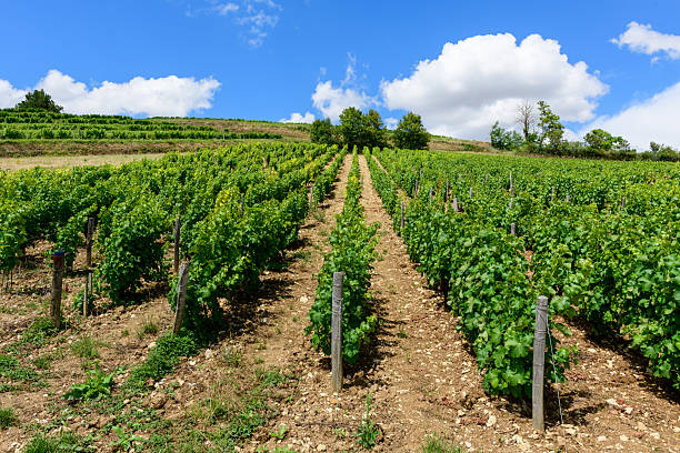 Vibrant rows of grapevines stretch across sunlit terraces with rocky soil under a bright blue sky and scattered clouds in Pouilly sur Loire. The landscape feels open, fresh, and full of summer energy.