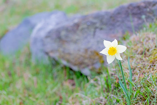 Daffodils blooming in the garden