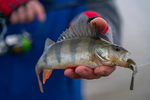 Freshwater fish isolated on white background. Known as common, redfin, largescale, Eurasian or European perch, this fish is a predatory species of perch, species: Perca fluviatilis.