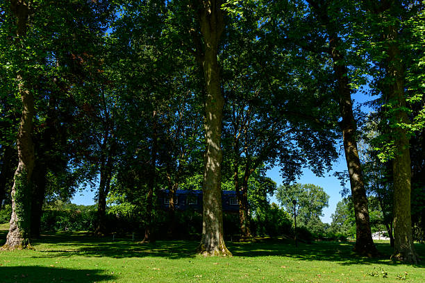 Expansive green lawn beneath towering trees casting deep shade, with dappled sunlight filtering through dense summer foliage in a tranquil park setting.