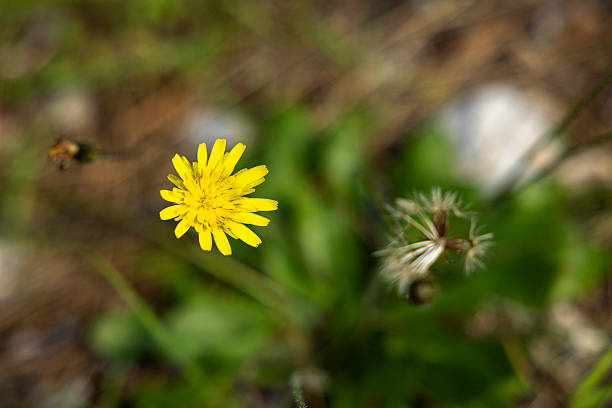 close up of yellow flower